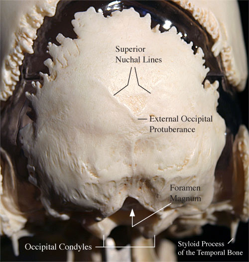 Occipital Bone 8648